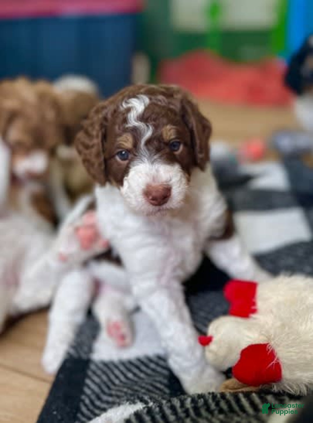 Bernedoodle dogs for sale: Mae - Image 8