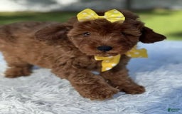 Goldendoodle dogs for sale: Mila - Image 5