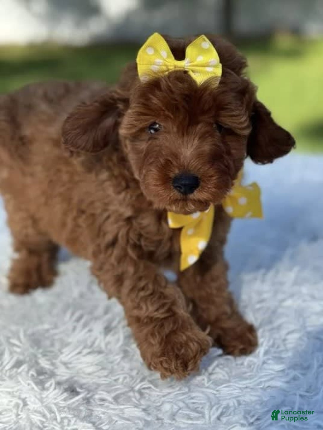 Goldendoodle dogs for sale: Mila - Image 5