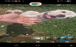 English Bulldog dogs for sale: Elininor - Image 2
