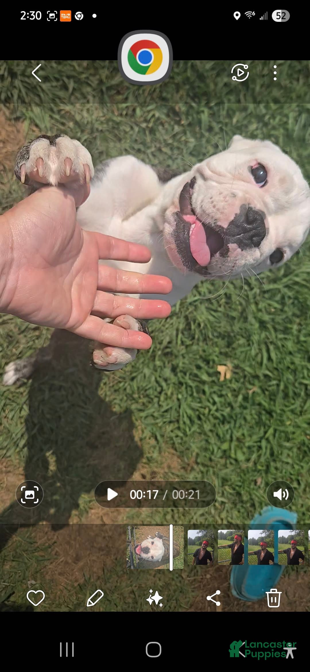 English Bulldog dogs for sale: Elininor - Image 2