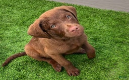 Chesapeake Bay Retriever dogs for sale: Female Purple Collar - Image 7