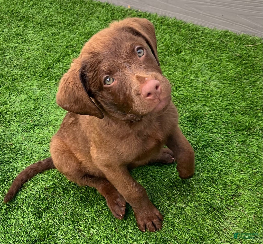 Chesapeake Bay Retriever dogs for sale: Female Purple Collar - Image 7