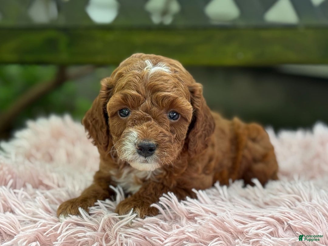 Cavapoo dogs for sale: Bella - Image 19