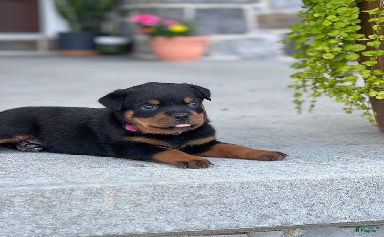 Rottweiler dogs - Advert 13
