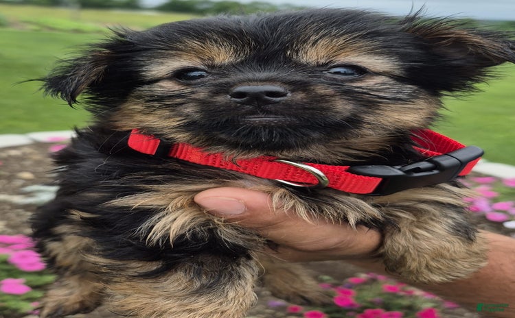 Chihuahua dogs - Advert 1