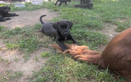 Labrador Retriever dogs for sale: Puppy 7 - Image 1