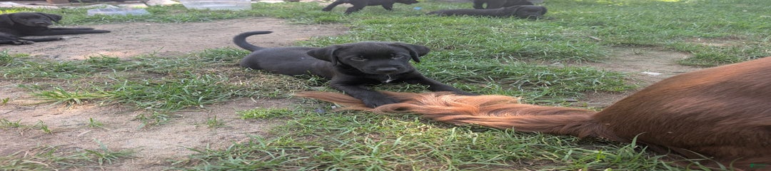 Puppy 7