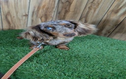 Miniature Dachshund dogs for sale: Petunia - Image 6