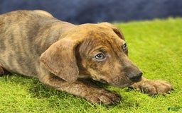 Catahoula Leopard Dog dogs for sale: Diamond 2025 M1 - Image 11