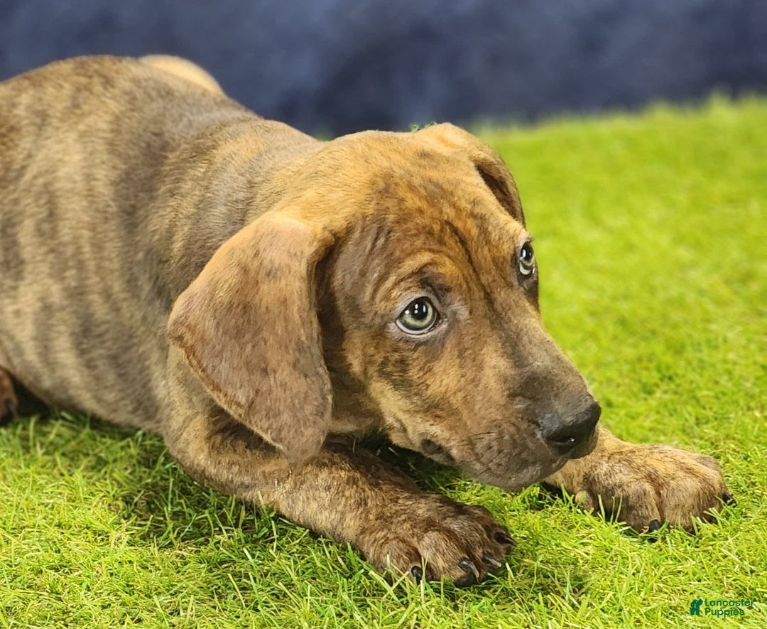 Catahoula Leopard Dog dogs for sale: Diamond 2025 M1 - Image 11