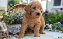 Goldendoodle dogs for sale: Tally - Image 3