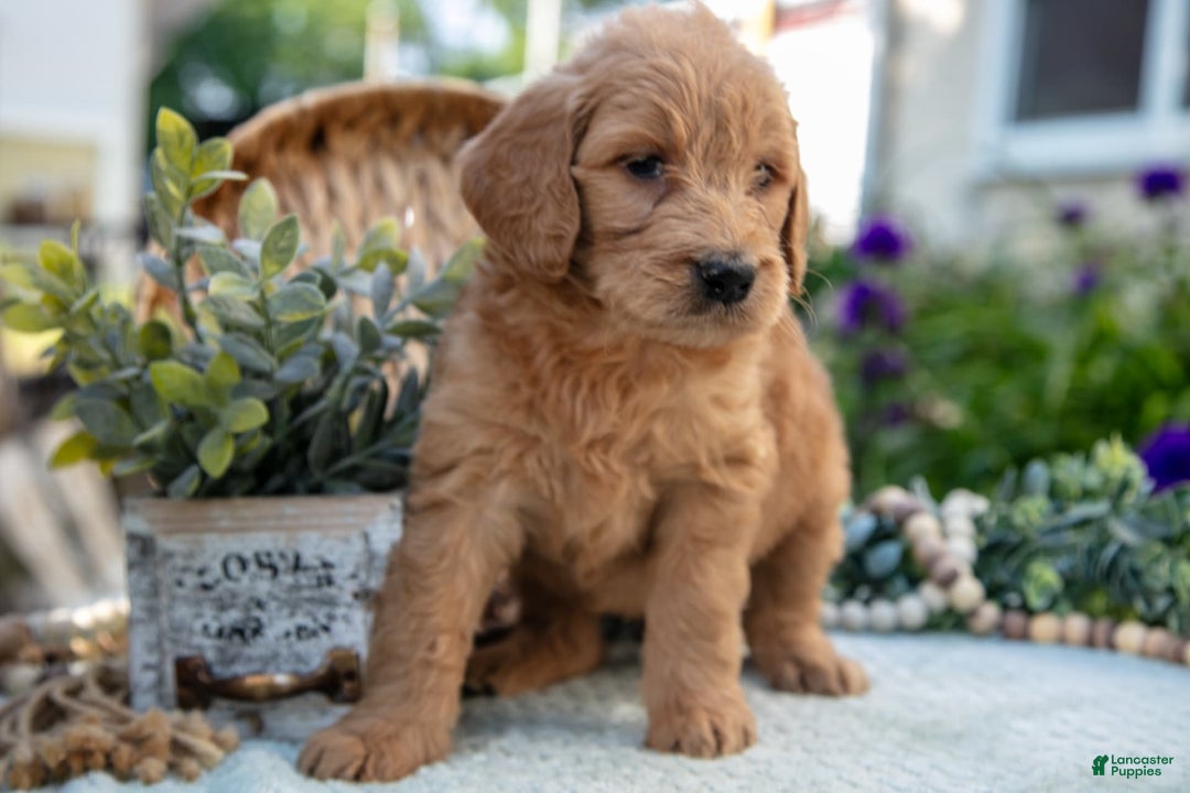 Goldendoodle dogs for sale: Tally - Image 3