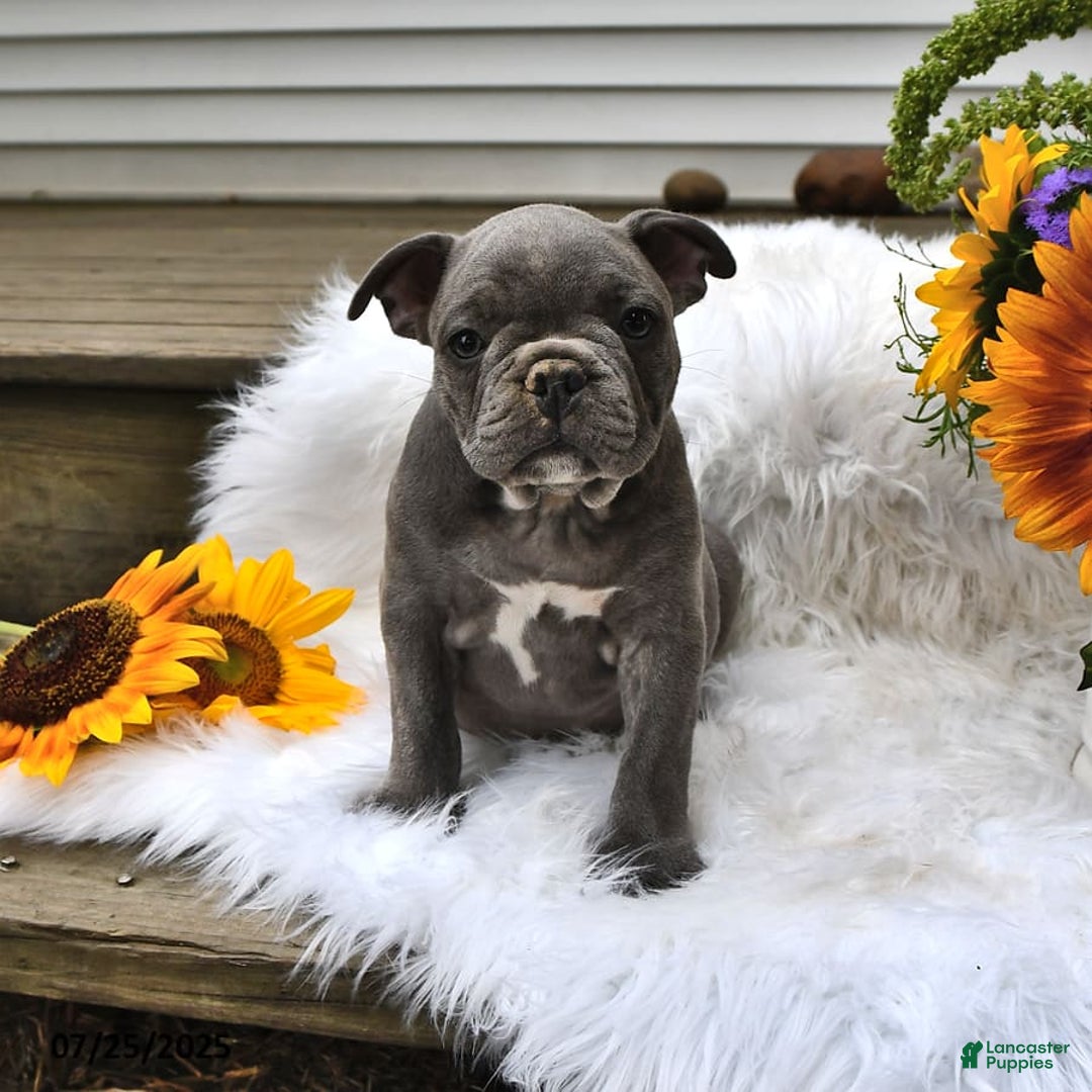 Frenchton dogs for sale: Rocky - Image 14