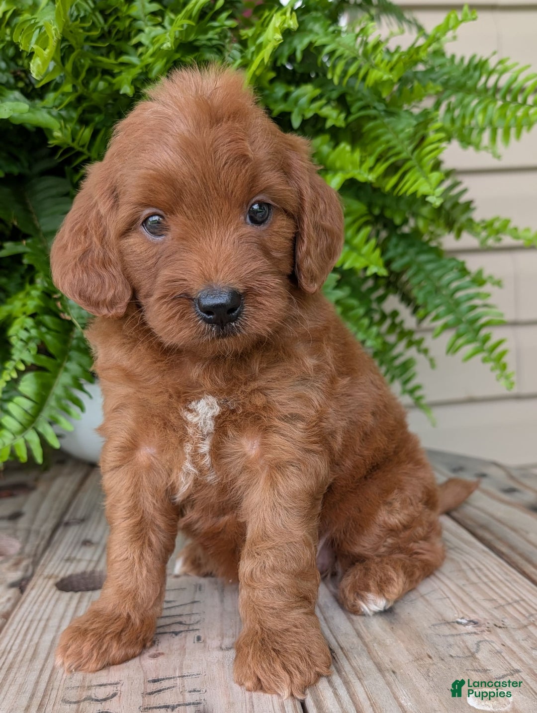 Mini Goldendoodle dogs for sale: Mini-wendy - Image 10