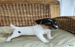 Jack Russell Terrier dogs for sale: Josie - Image 3