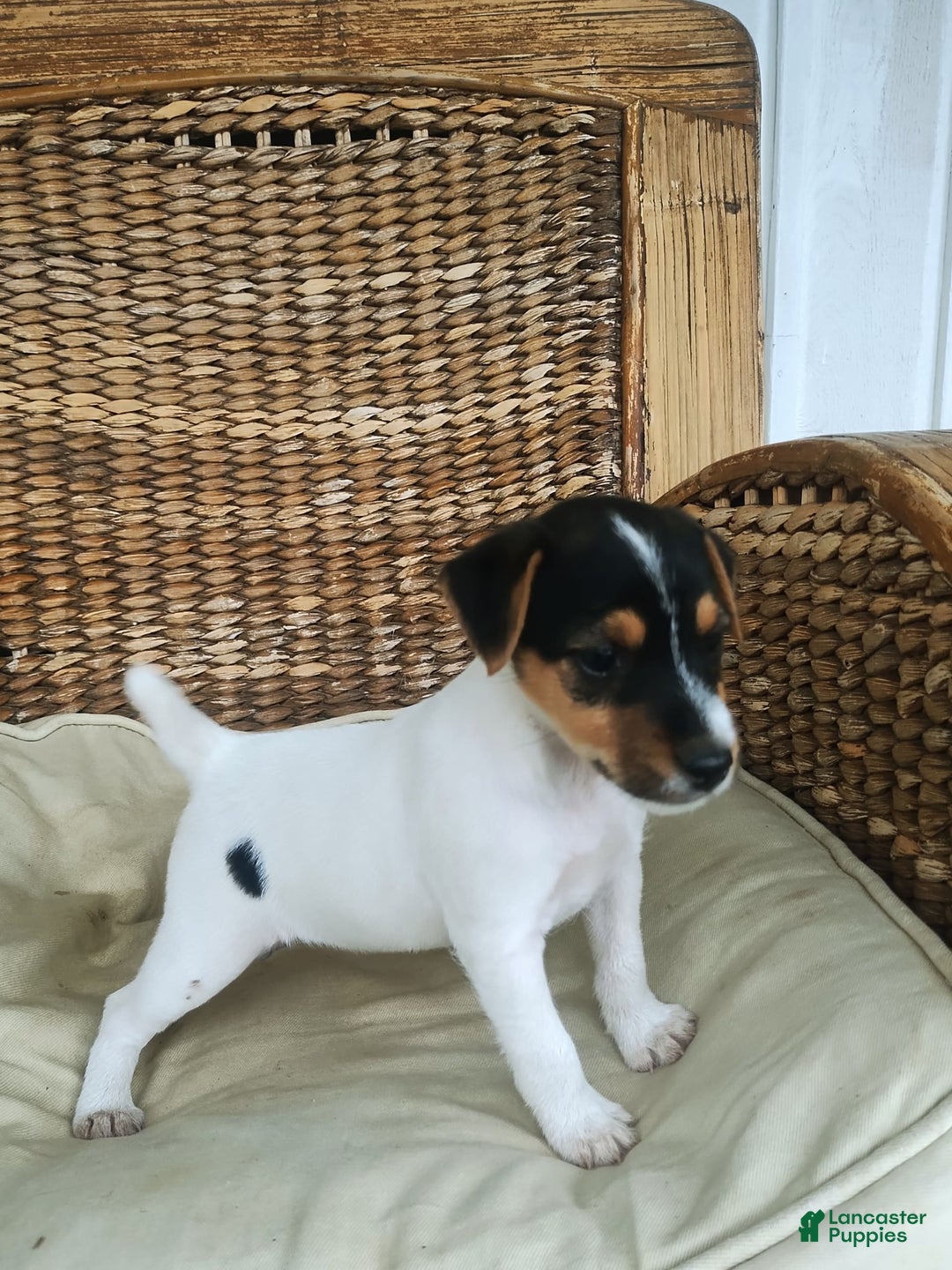 Jack Russell Terrier dogs for sale: Josie - Image 3