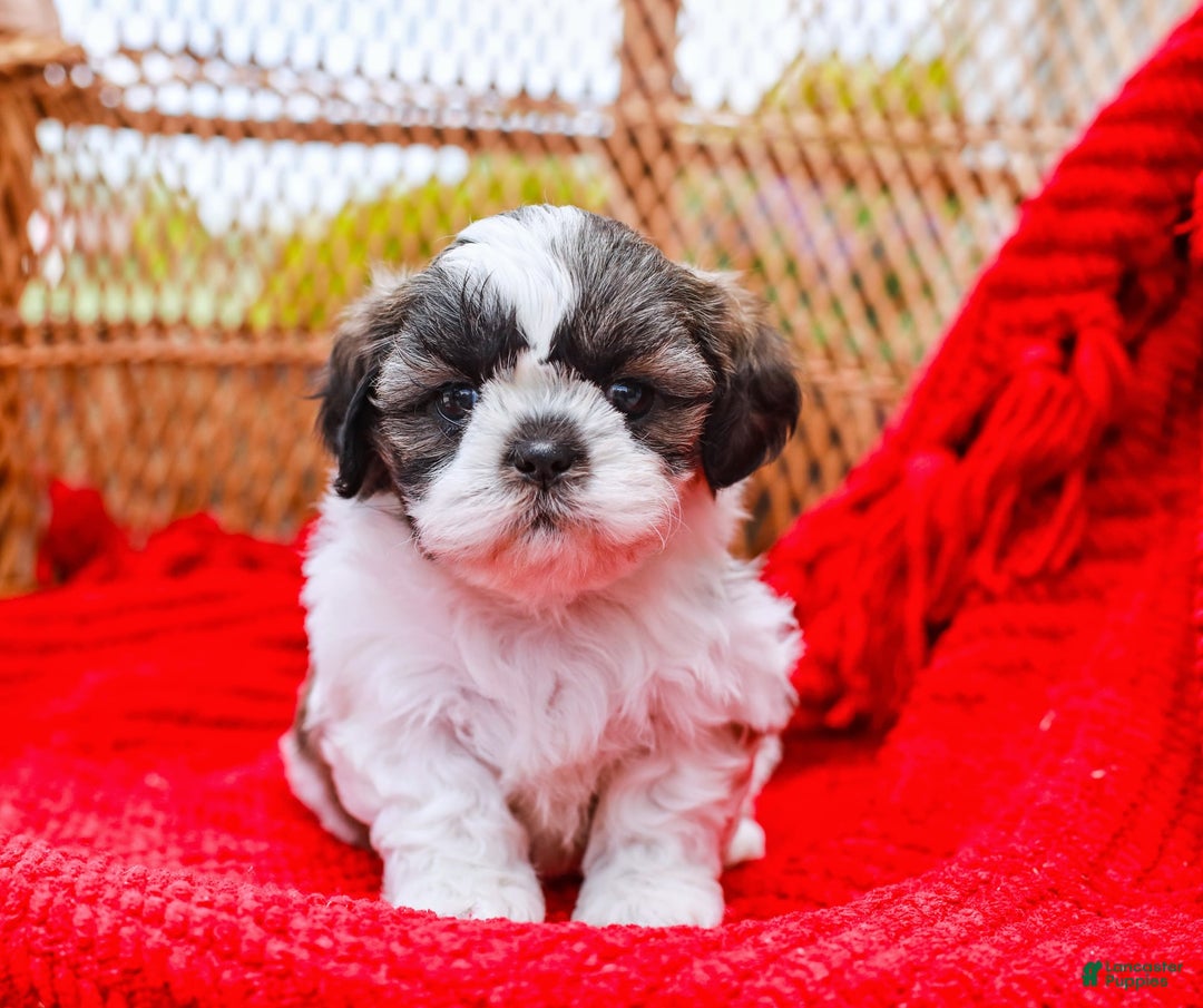 Shih Tzu dogs for sale: Easton - Image 2