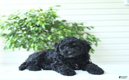 Cockapoo dogs for sale: Mike - Image 3