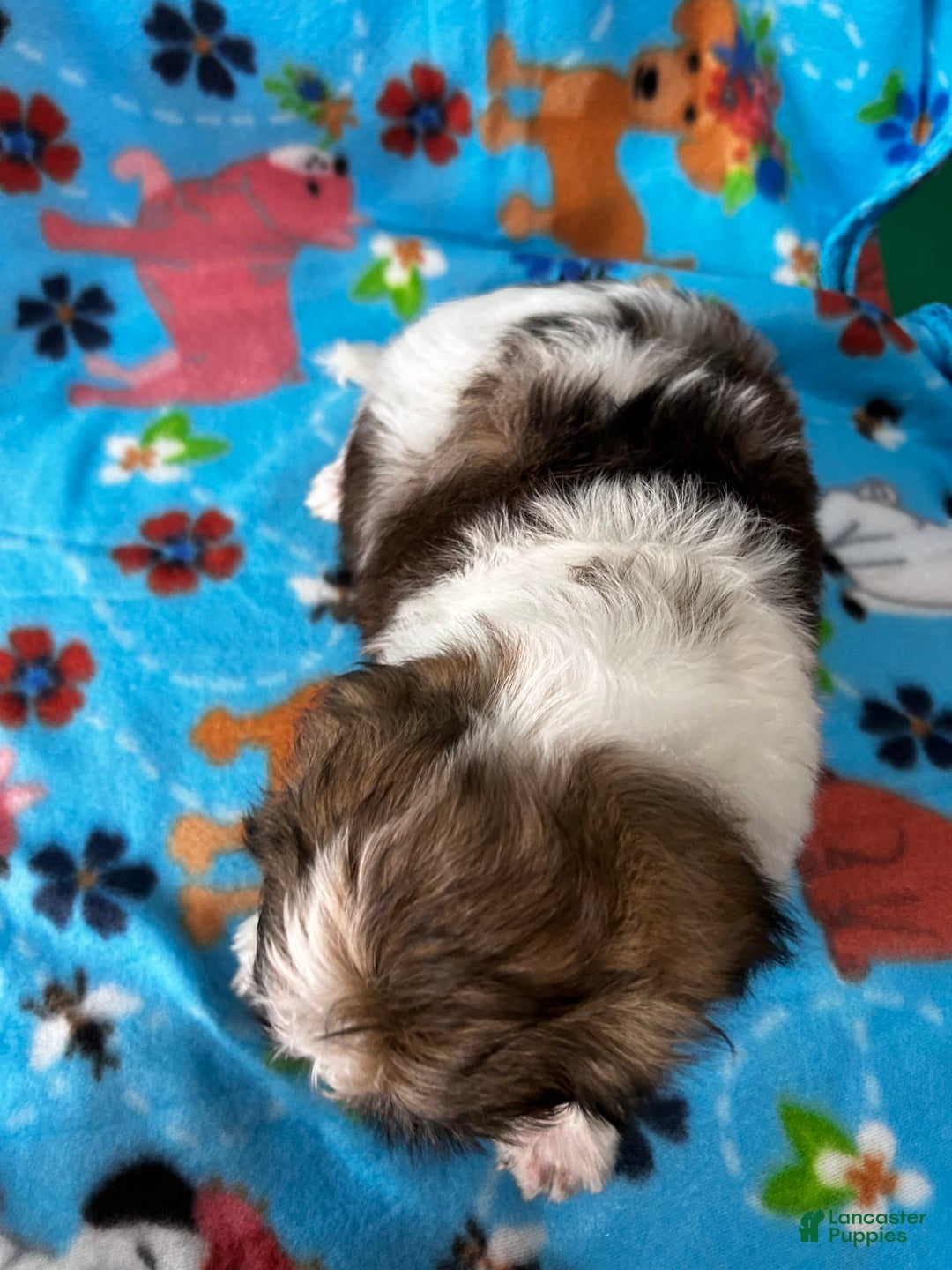 Shihpoo dogs for sale: Bruno - Image 4