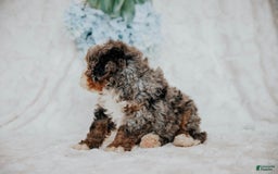 Mini Bernedoodle dogs for sale: Moe F1b - Image 3