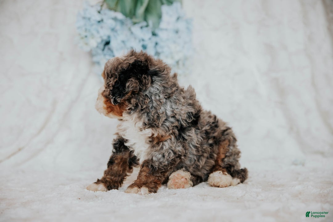 Mini Bernedoodle dogs for sale: Moe F1b - Image 3