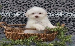 Havanese dogs for sale: Cayden - Image 6