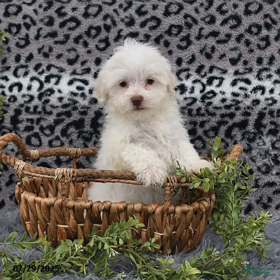 Havanese dogs for sale: Cayden - Image 6