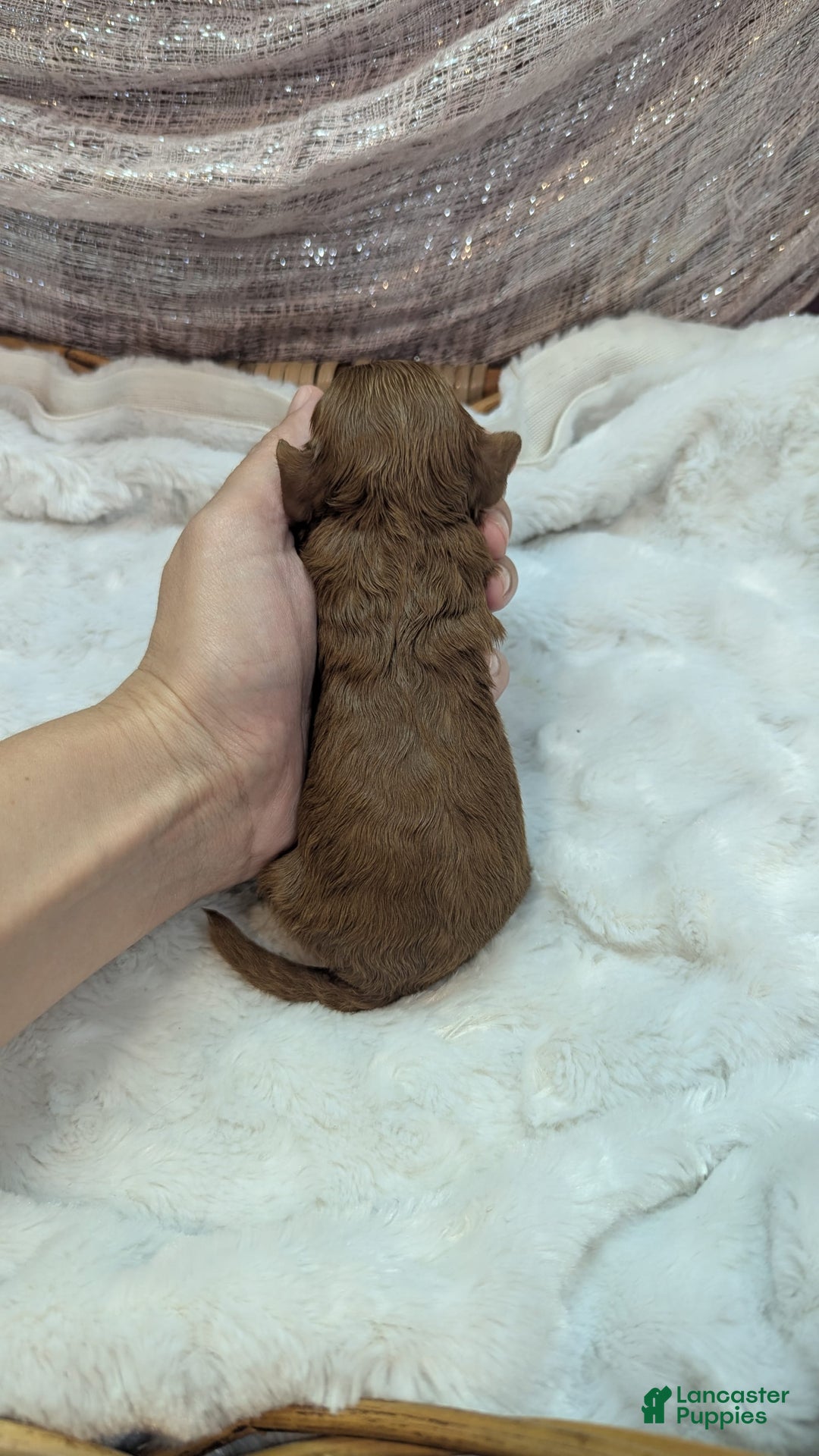 Cavapoo dogs for sale: Hermes - Image 5