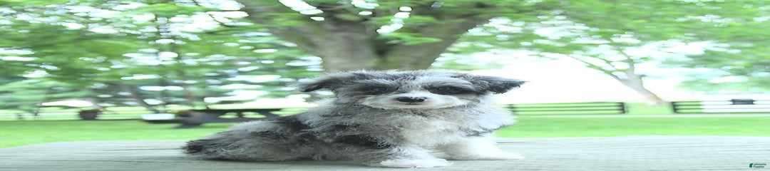 Ace