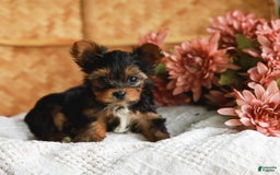 Yorkshire Terrier dogs for sale: Champ Teacup - Image 8