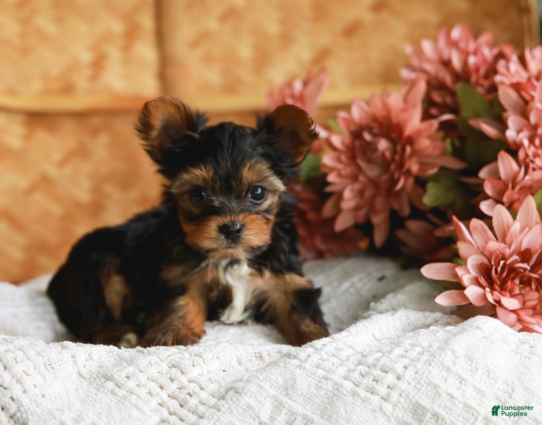 Yorkshire Terrier dogs for sale: Champ Teacup - Image 8