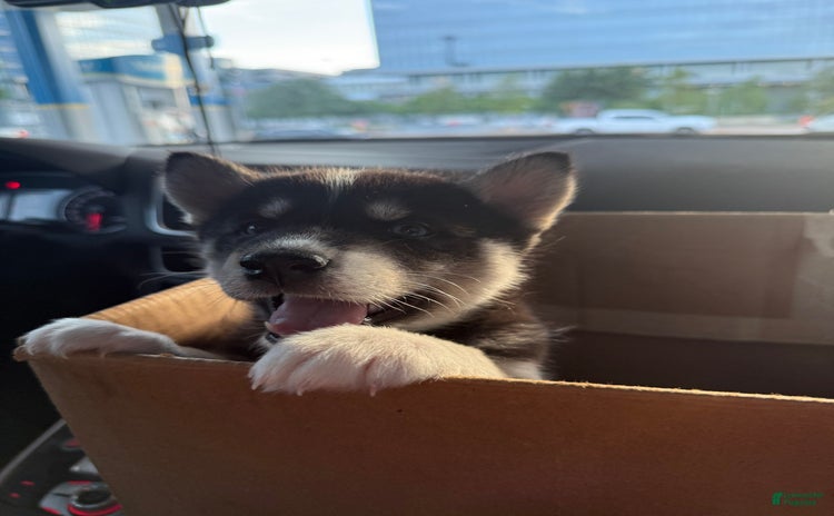 Siberian Husky dogs for sale - Ad 2