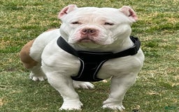 American Bully dogs for sale: Coco - Image 3