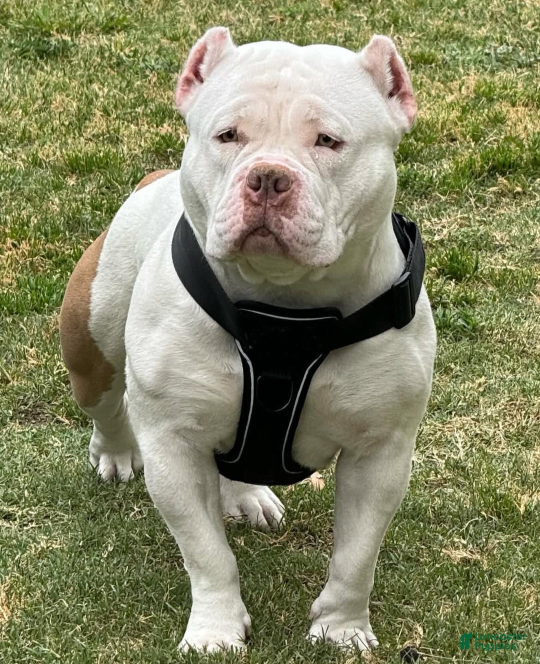 American Bully dogs for sale: Coco - Image 3