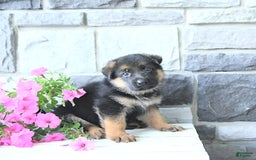 German Shepherd dogs for sale: Zane - Image 3