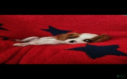 Cavalier King Charles Spaniel dogs for sale: Chip - Image 3