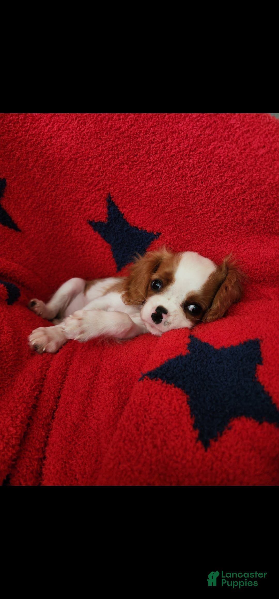 Cavalier King Charles Spaniel dogs for sale: Chip - Image 3