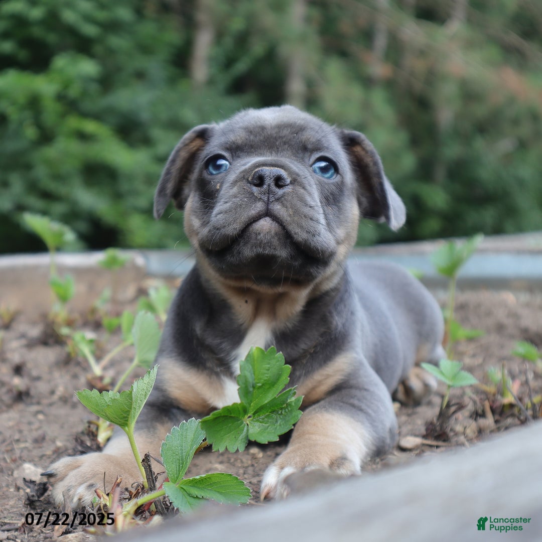 French Bulldog dogs for sale: Max - Image 3