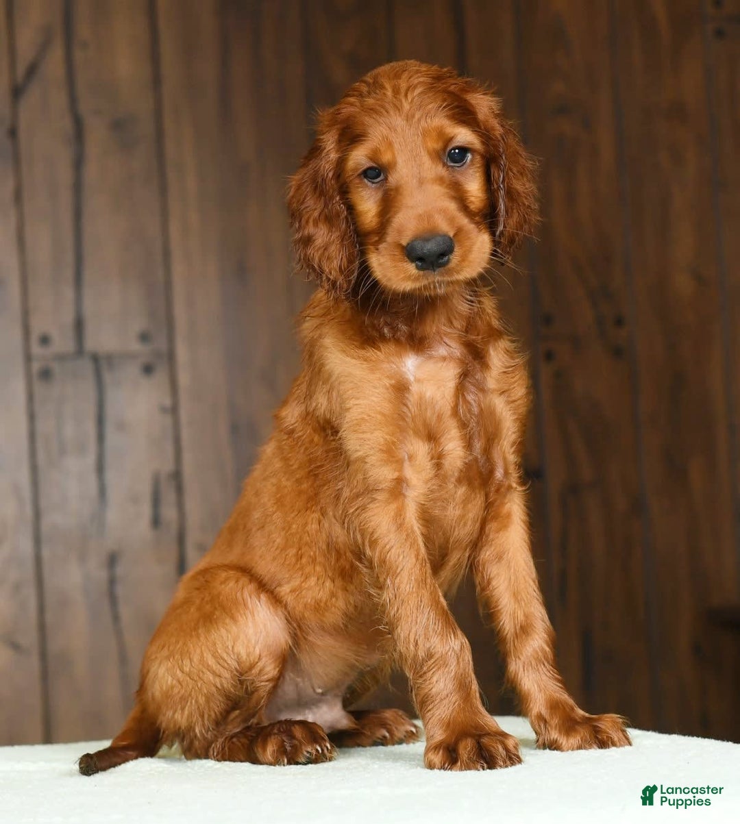 Irish Setter dogs for sale: Maverick - Image 9