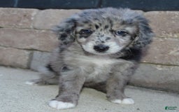 Mini Aussiedoodle dogs for sale: Mini Angel - Image 9