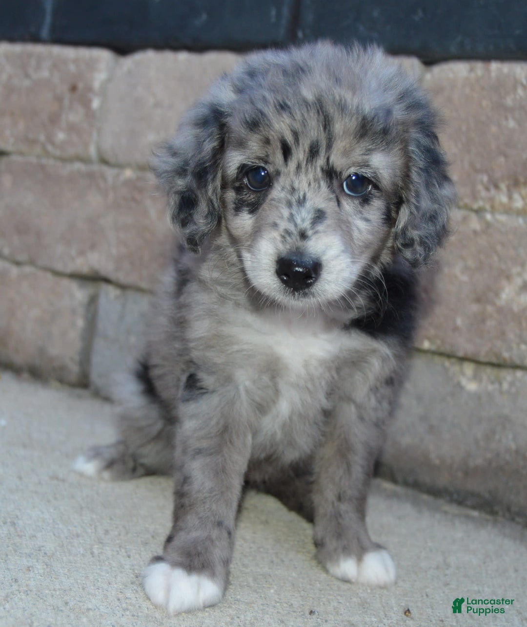 Mini Aussiedoodle dogs for sale: Mini Angel - Image 9