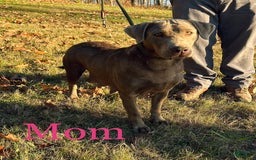 Labrador Retriever dogs for sale: Ruby - Image 8