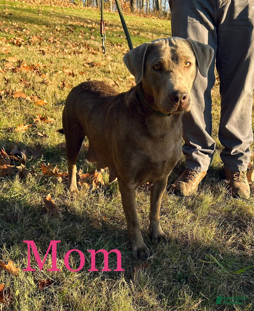 Labrador Retriever dogs for sale: Ruby - Image 8
