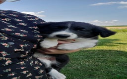 Border Collie dogs for sale: Haley - Image 3