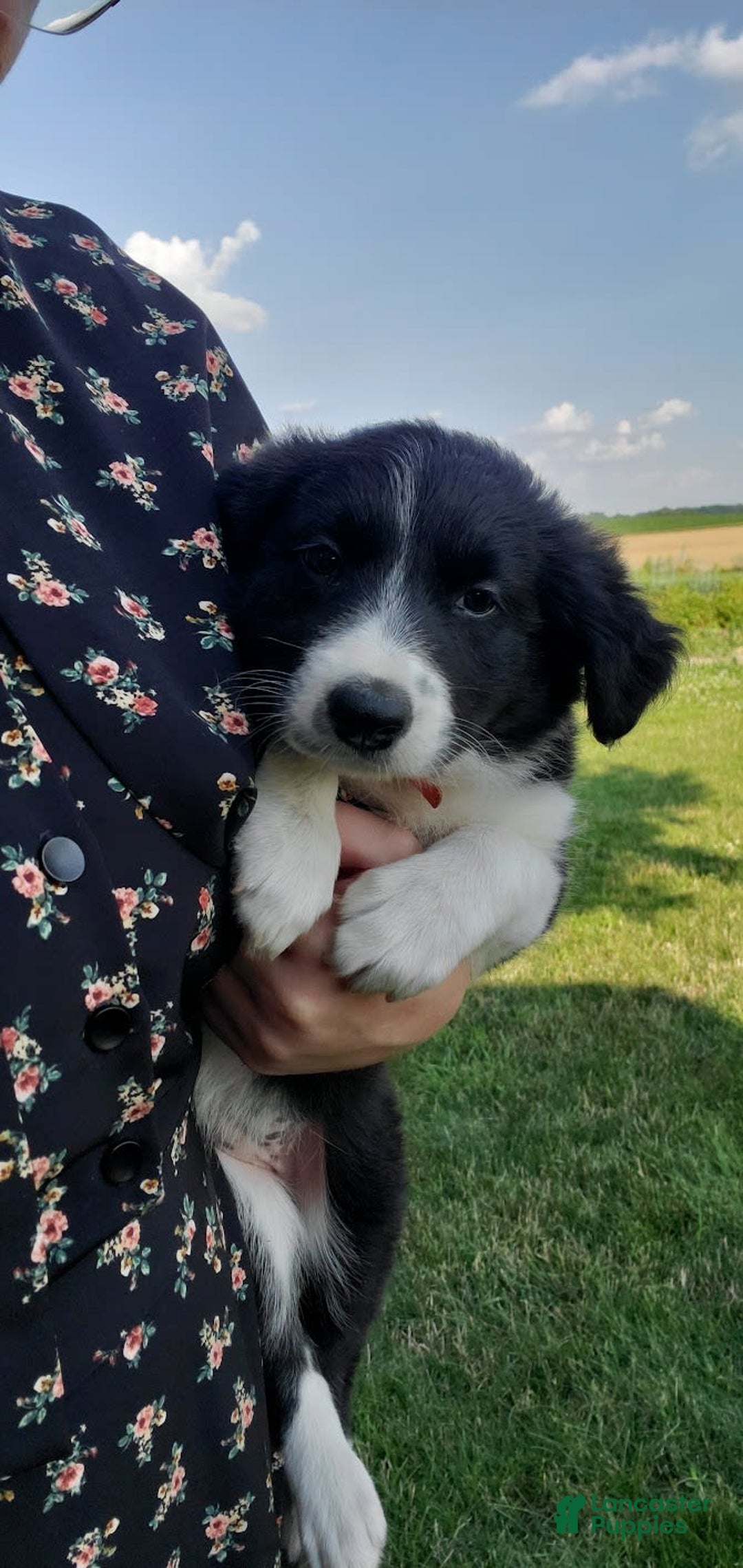 Border Collie dogs for sale: Haley - Image 3