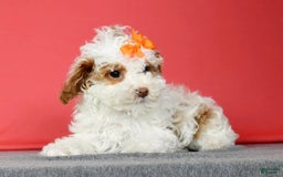 Miniature Poodle dogs for sale: Azalea - Image 7
