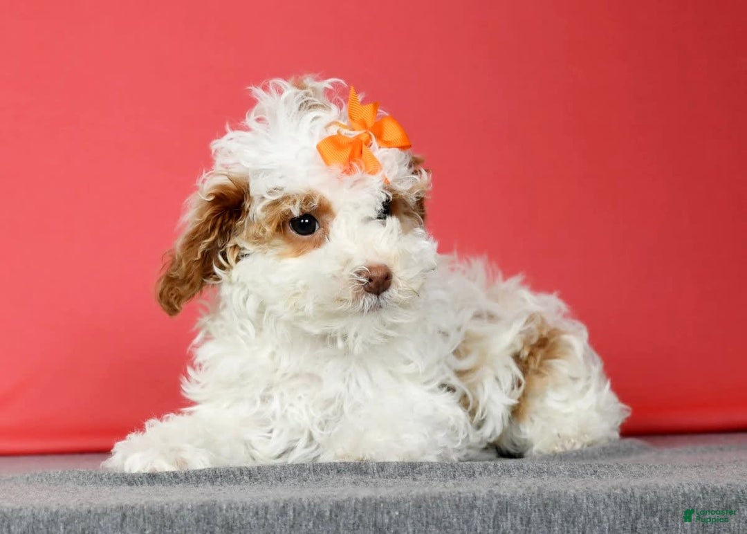 Miniature Poodle dogs for sale: Azalea - Image 7