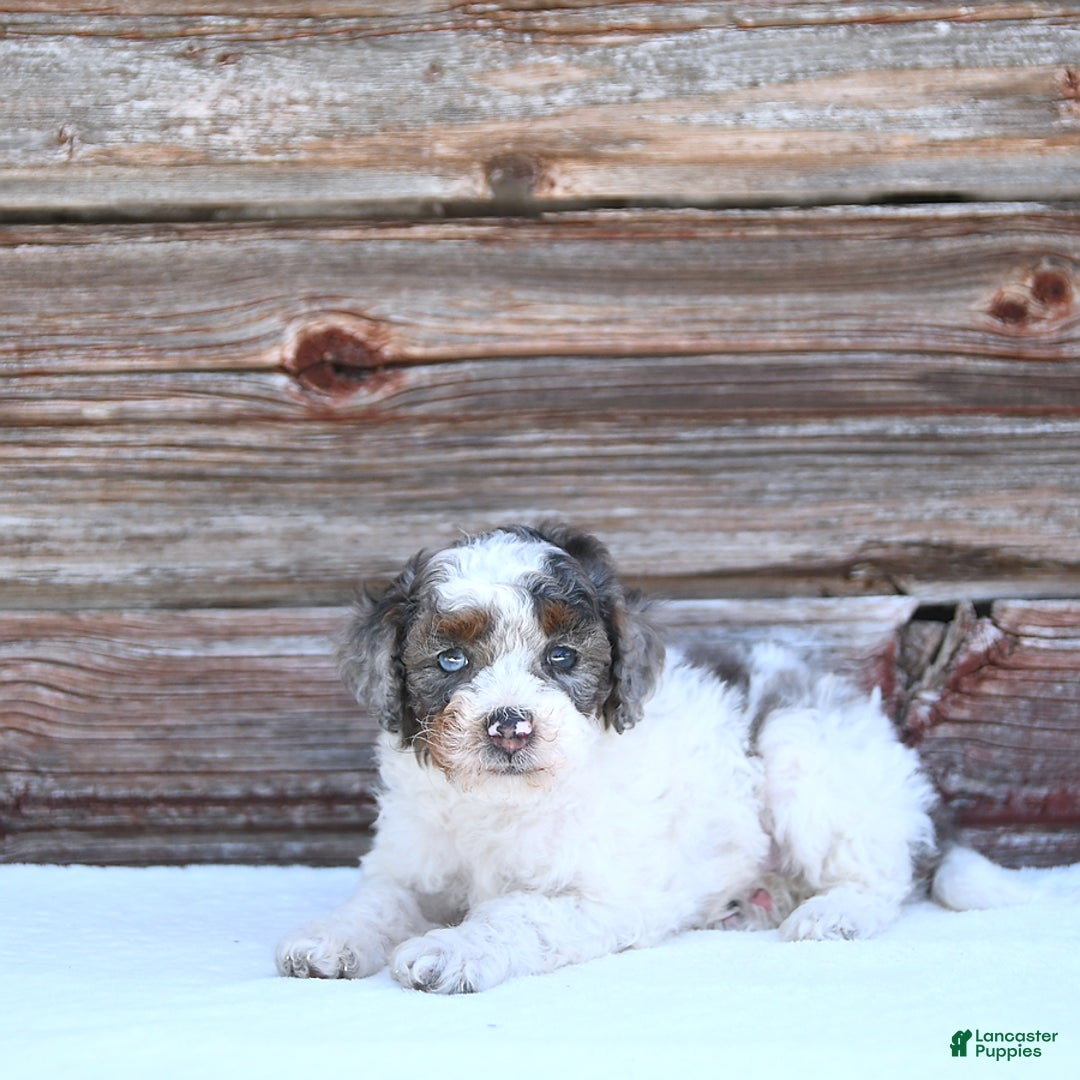 Miniature Poodle dogs for sale: Mac - Image 5