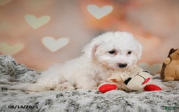 Bichon Frise dogs for sale: Bendict - Image 9